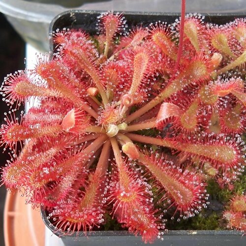    SPATULATA var. LOVELLE 10+  (Drosera Spatulata var. Lovelle)  ,   459