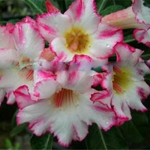 , Adenium Obesum Desert Rose HAPPY BUNNY, ,  394