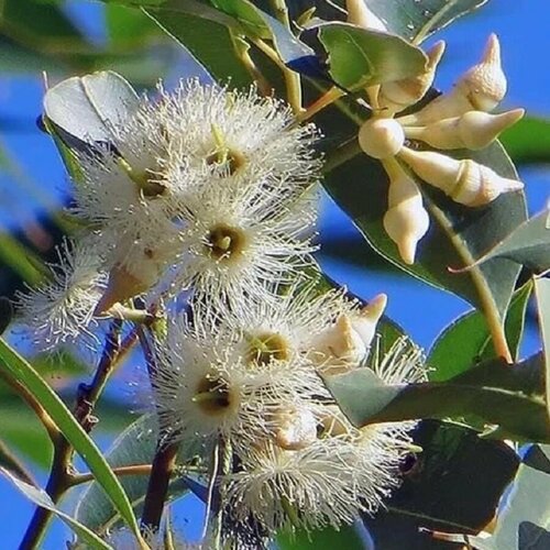     , Eucalyptus tereticornis 500 . 320
