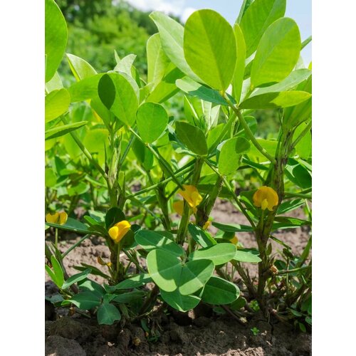     (Arachis hypogaea), 10  400