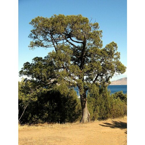    (Juniperus excelsa), 15  360