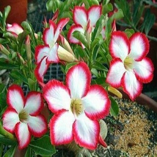 , Adenium Obesum Desert Rose SUPER NOBLE CONCUBINE, ,  394