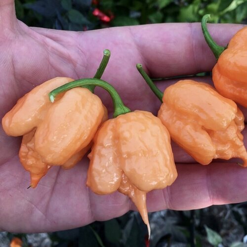     Carolina Reaper Peach,    5 . 390