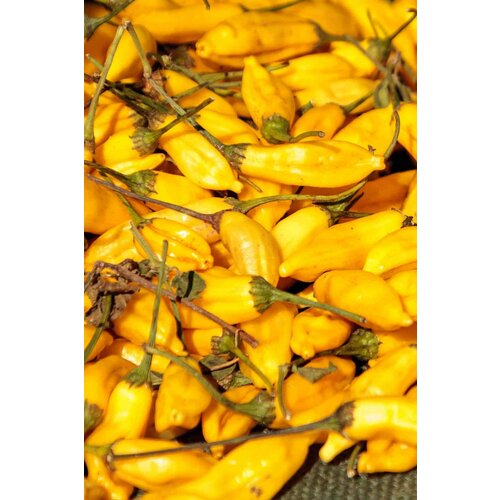   Aji Limo (. Capsicum baccatum)  5 333