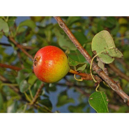   (. Pyrus pyraster) 20, ,    390 