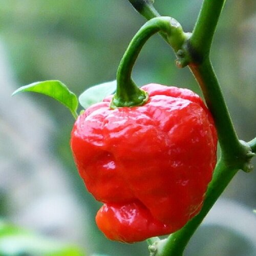     Trinidad scorpion moruga red 5 . 390