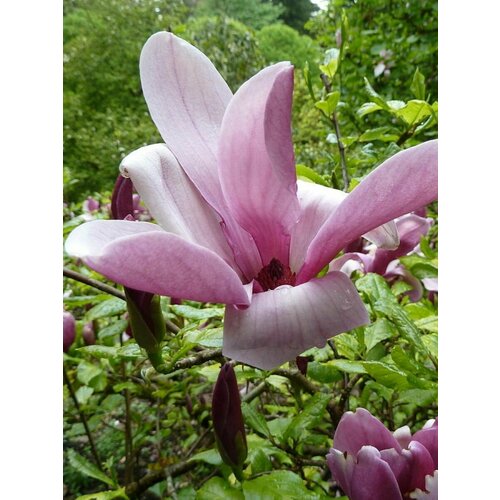    (Magnolia liliiflora), 5  450