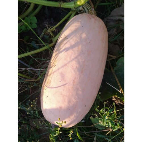   Jumbo pink banana squash ( ), 5  324