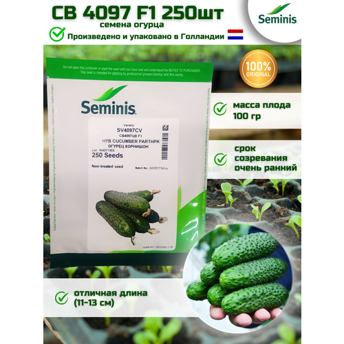  4097  F1 -   , 250 , SEMINIS/ () 2218