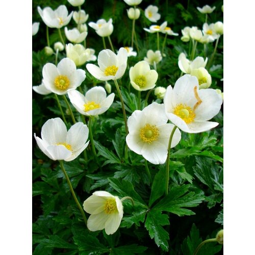    (Anemone sylvestris), 25  400