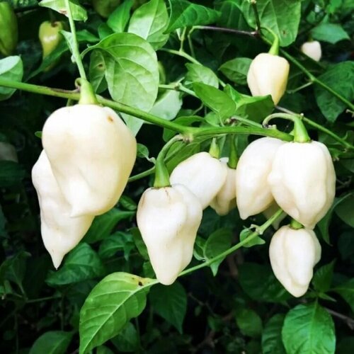     Bhut Jolokia White 5 . 320