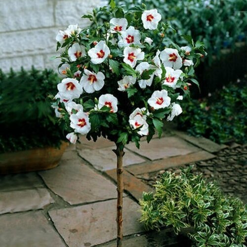   (Hibiscus SYRIACUS 'RED HEART ROSE OF CHIFFON),  459