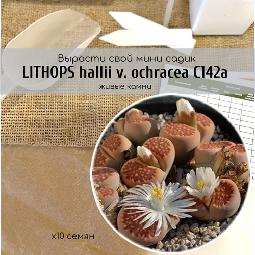    Lithops hallii v. ochracea     /    /       345