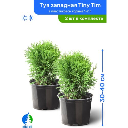   Tiny Tim ( ) 30-40     1-2 , ,   ,   2  5690
