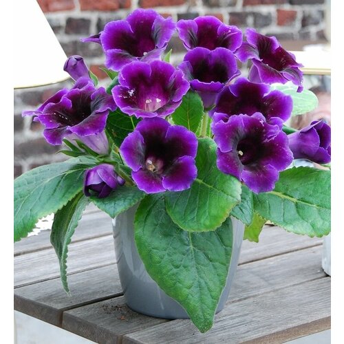   (. Gloxinia)  10 321