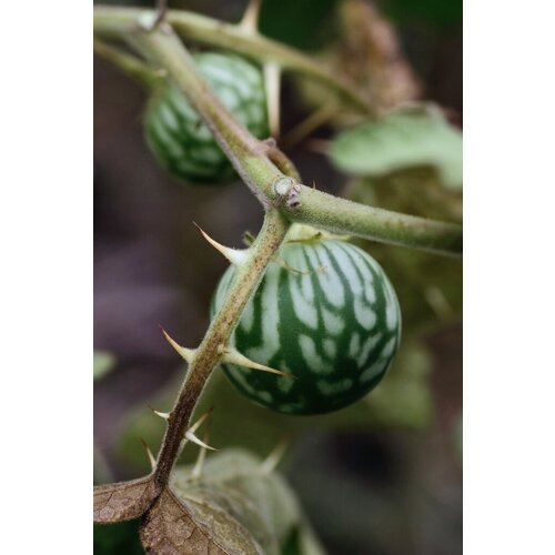   (. Solanum Viarum)  10 325