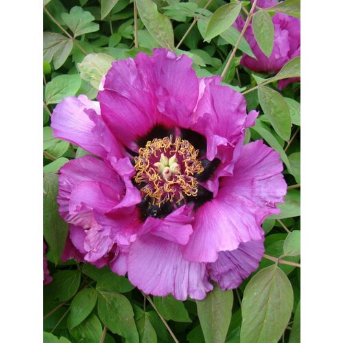     (Paeonia suffruticosa), 5  450