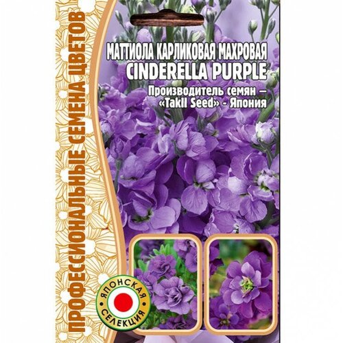     Cinderella purple (5 ) 205