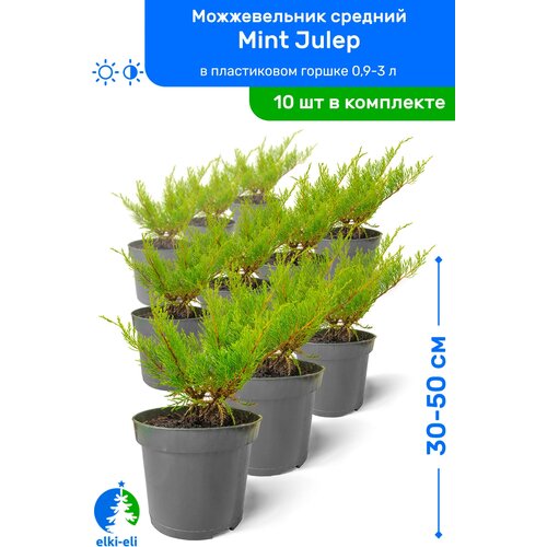   Mint Julep ( ) 30-50     0,9-3 , ,   ,   10  9990
