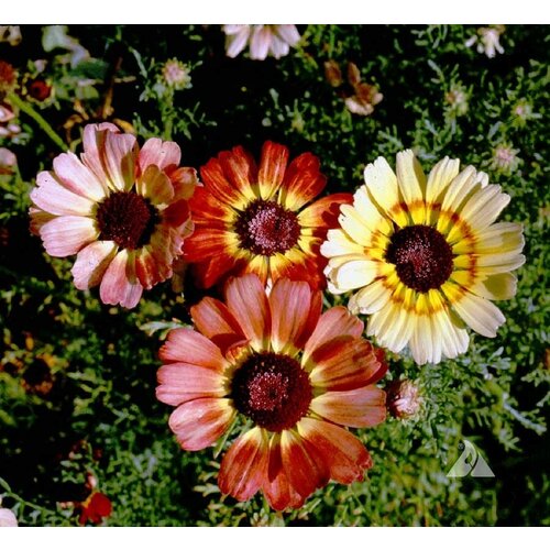   -  (. Chrysanthemum carinatum)  50 303