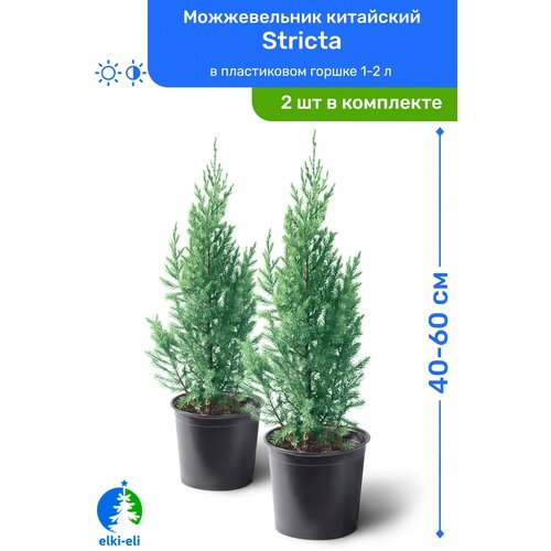   Stricta () 40-60     1,5-3 , ,   ,   2  5100