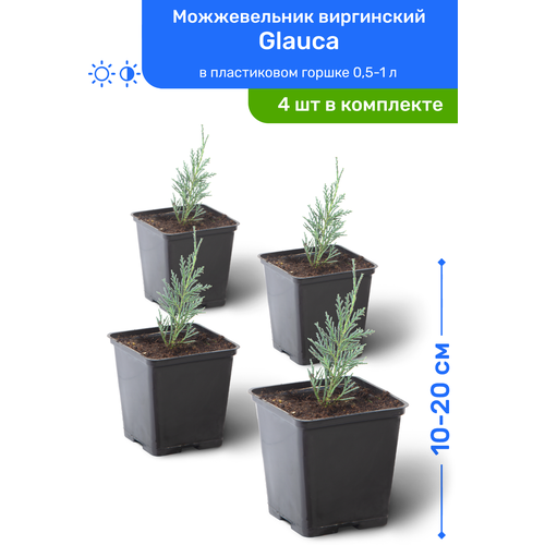   Glauca 10-20     0,5-1 , ,   ,   4  3980