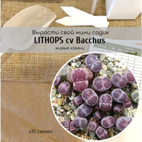    /   Lithops salicola cv. Bacchus       480
