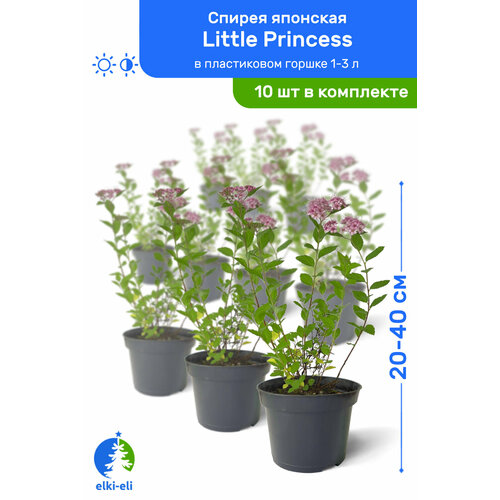   Little Princess ( ) 20-40     1-3 , ,   ,   10  9950