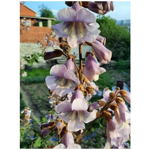      (Paulownia Shan Tong), 300 , ,    1140 