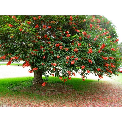    (. Erythrina crista-galli)  5, ,    369 