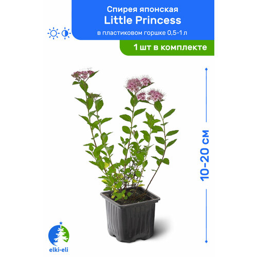  Little Princess ( ) 10-20     0,5-1 , ,    975