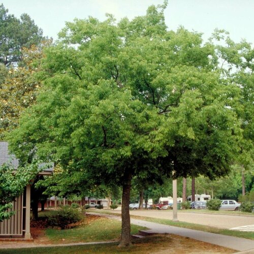    (Celtis occidentalis), 15  360