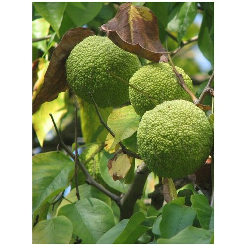    (Maclura pomifera), 5 , ,    360 