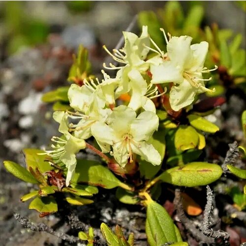    (, Rhododendron aureum) 25 ., ,    350 