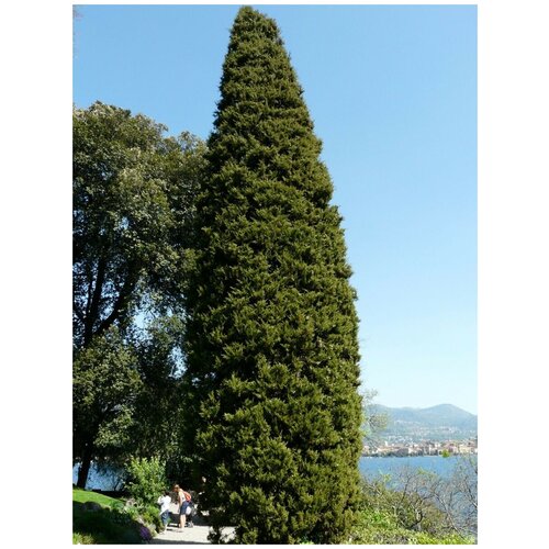     (Cupressus sempervirens Pyramidalis), 30  400