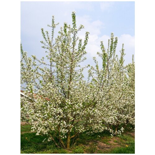    () / Prunus mahaleb, 15  400