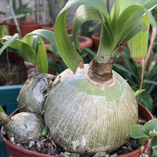  (Albuca BRACTEATA) ,  485