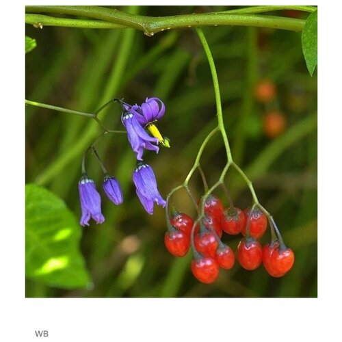   - (Solanum dulcamara) 15 ., ,    1120 