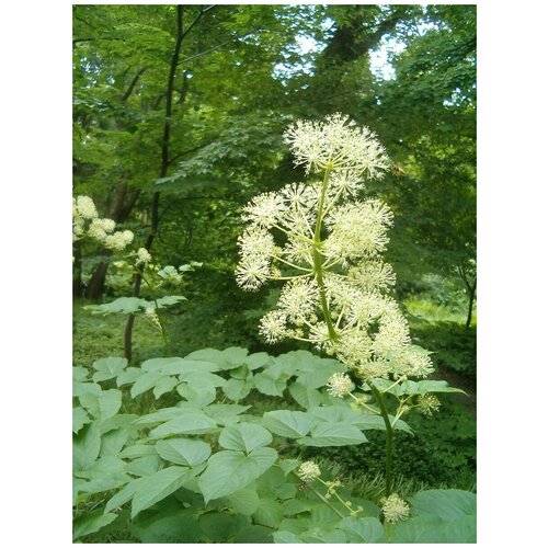    (Aralia mandshurica), 10  400