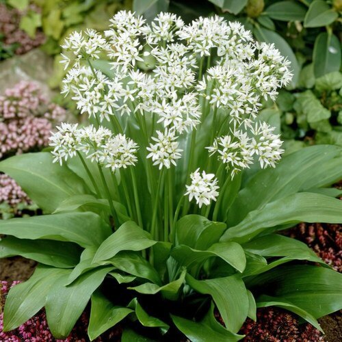  -  (. Allium ursinum)  35 360