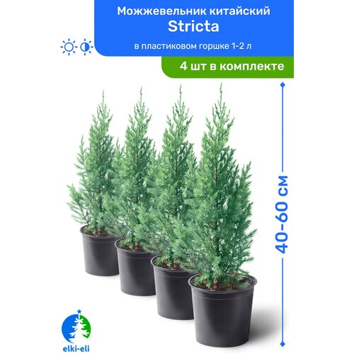   Stricta () 40-60     1,5-3 , ,   ,   4  9400