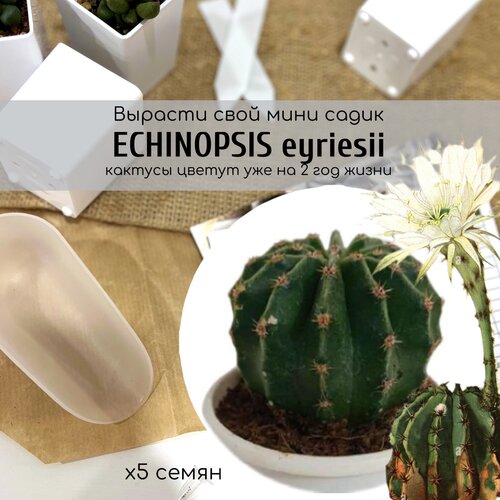   ,       . Echinopsis eyriesii     340