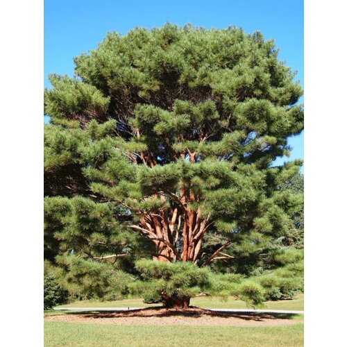    ( ) / Pinus densiflora, 15  387