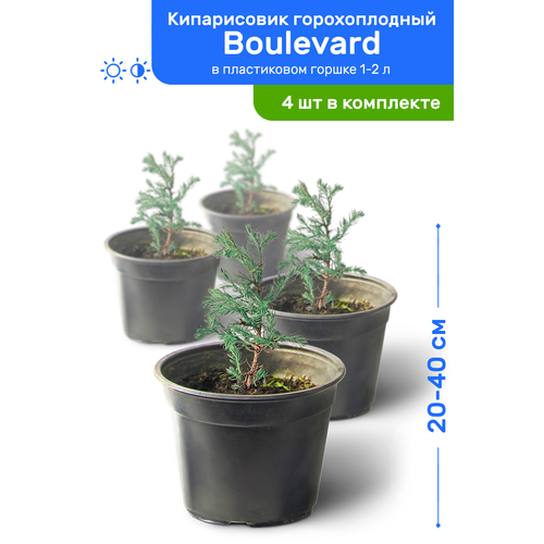   Boulevard () 20-40     2-3 , ,   ,   4  4995