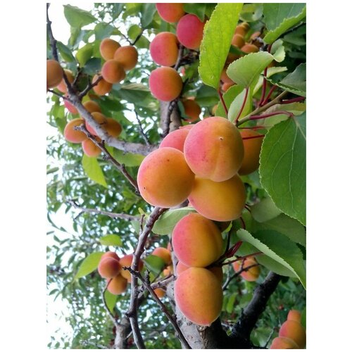    / Prunus mandschurica, 5  450