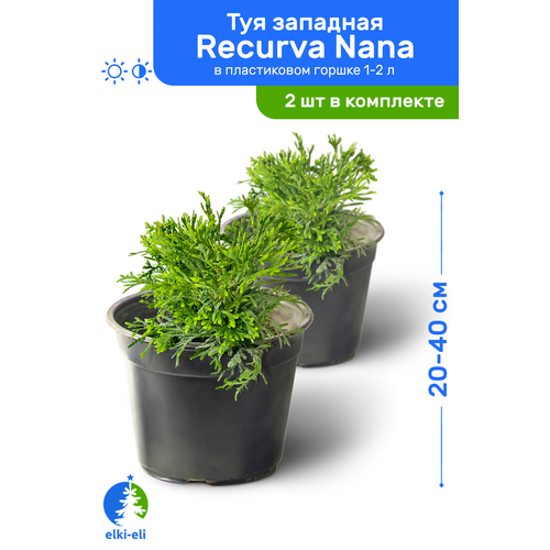   Recurva Nana ( ) 20-40     1-2 , ,   ,   2  2200