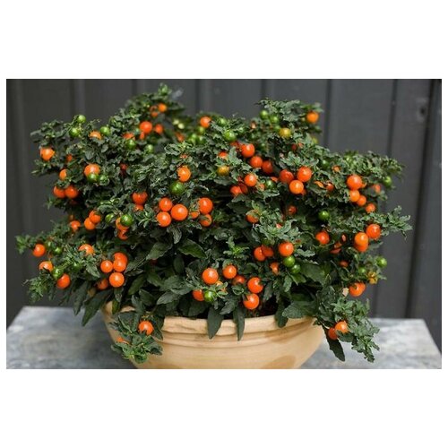   (. Solanum villosum)  25 330