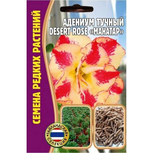   Desert rose MAHATAP (1  * 3 )   520