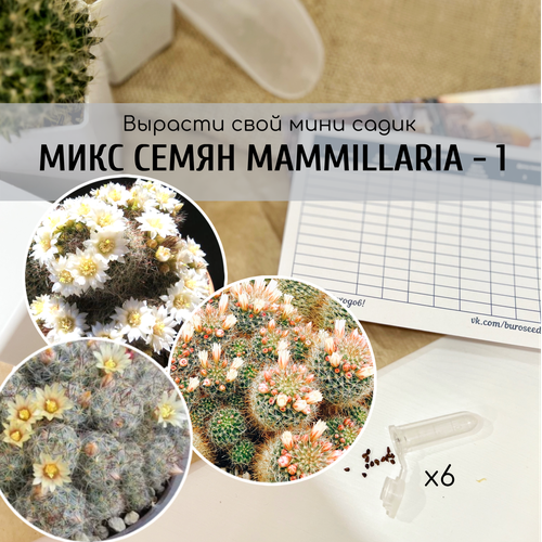     (: Mammillaria crinita v. Seideliana prolifera / zeilmanniana v albiflora )     370