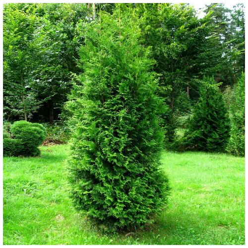    (. Thuja occidentalis Brabant)  50 366